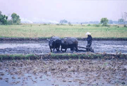 agriculture au Vietnam