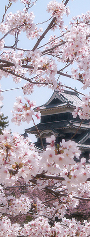 Cerisier au Japon