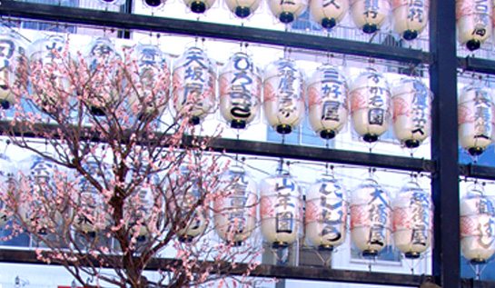 Cerisiers à Tokyo