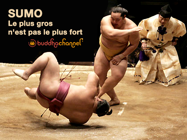 Sumo.jpg