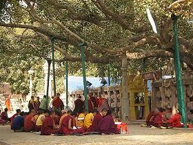 BodhGaya_BodhiTree.jpg