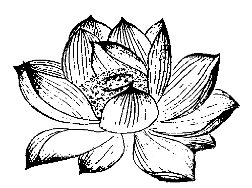 Lotus