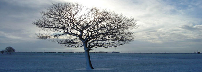 arbre_neige.jpg