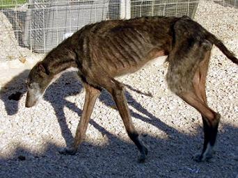 Les refuges vont être débordés par les animaux récupérés, alors que des centaines d’autres agoniseront un peu partout.