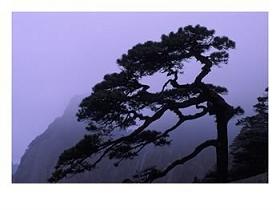 Seeing-Off-Pine-Tree-on-Mt-Huangshan-Yellow-Mountain_-China-Photographic-Print-C12575118.jpg