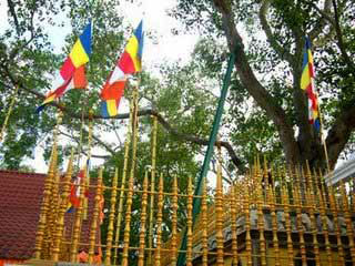 sri_bodhi.jpg