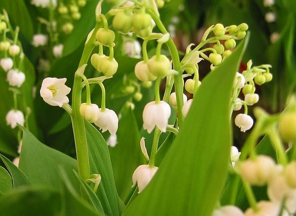 Lily-Of-The-Valley.jpg
