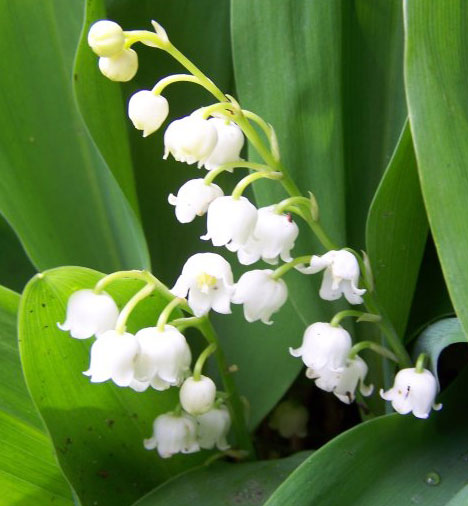 Offer Lily-Of-The-Valley for Happiness !