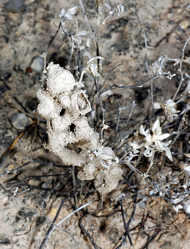 Subterranean termites