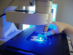 Observation de cellules au microscope
