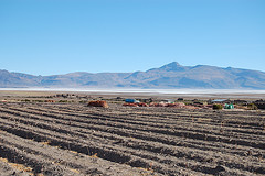 Quinoa crops in Bolivia