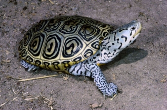 La tortue Malaclemys terrapin