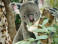 australia_wildlife.jpg