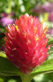 icone_gomphrena.jpg