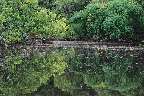 Forêt amazonienne