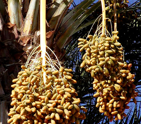 Les perles des Oasis du Sud