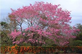 tabebuia.jpg