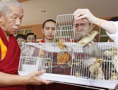 Blessed by an abbot, these birds are among manyanimals liberated during a Buddhist ceremony.