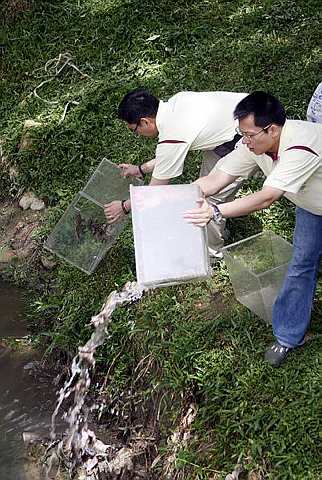 The frogs being freed into a stream after a blessing.