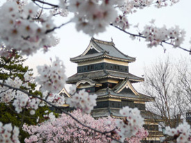 Le temps des (fleurs de) cerisesau Japon