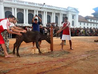 In Bara district, where the ‘living Buddha’ meditates, more than a million Hindus are preparing to sacrifice half a million animals during the festival of Gadhimai Mela. Actress Brigitte Bardot wants the inhumane practice stopped. More than 12,000 police agents are mobilised for the occasion.