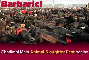 Thousands of buffaloes are waiting to be sacrificed at the Gadhimai Mela, the largest 