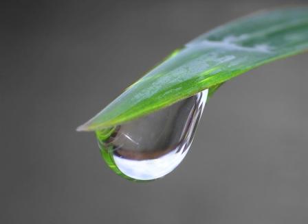 dewDrop.jpg