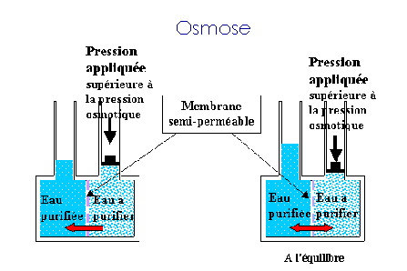 l'Osmose