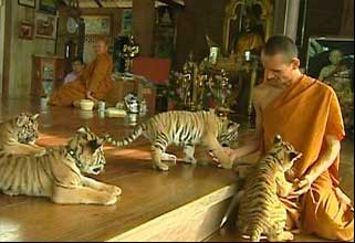 temple-tiger_1_.jpg