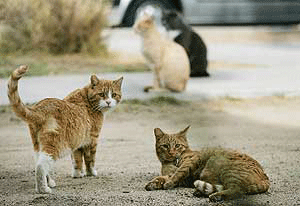 Cats occupy the grounds of Wat Buddhaphavana Temple on Tuesday in North Las Vegas.