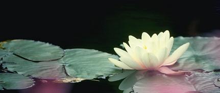 Lotus5.jpg
