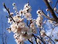 blooming_apricot_tree.jpg