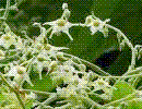 images.gif