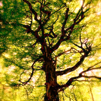 A Tree in the Forest A Tree in the Forest
