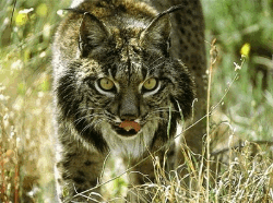 LINCE_250_x_186_.gif