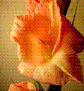 images-1.gif