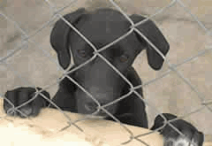 perro-abandonado_240_x_165_-2.gif