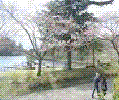 pic-7.gif