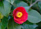 picture-2.gif