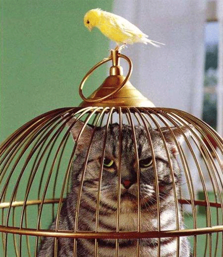 Bird_cat_jail.gif