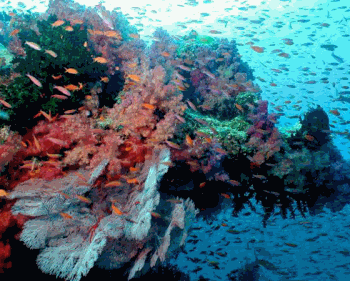corales.gif