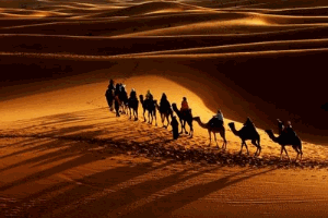 camellos.gif