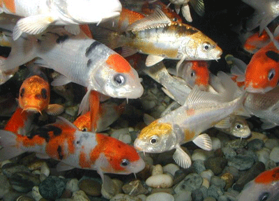 carpa_japon.gif