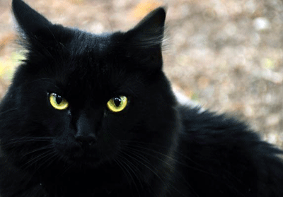 chat-noir.gif
