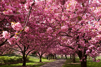 fiori_japon.gif