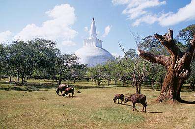 Anuradhapura_temple_small.jpg