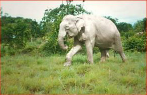 white_elephant-500ea.jpg