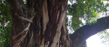 arbol_bodhi.gif