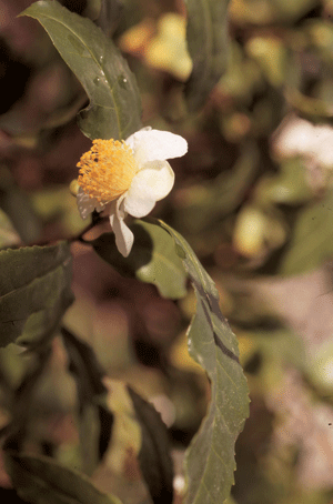 theier_camellia-2.gif