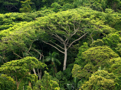 Amazonas.gif